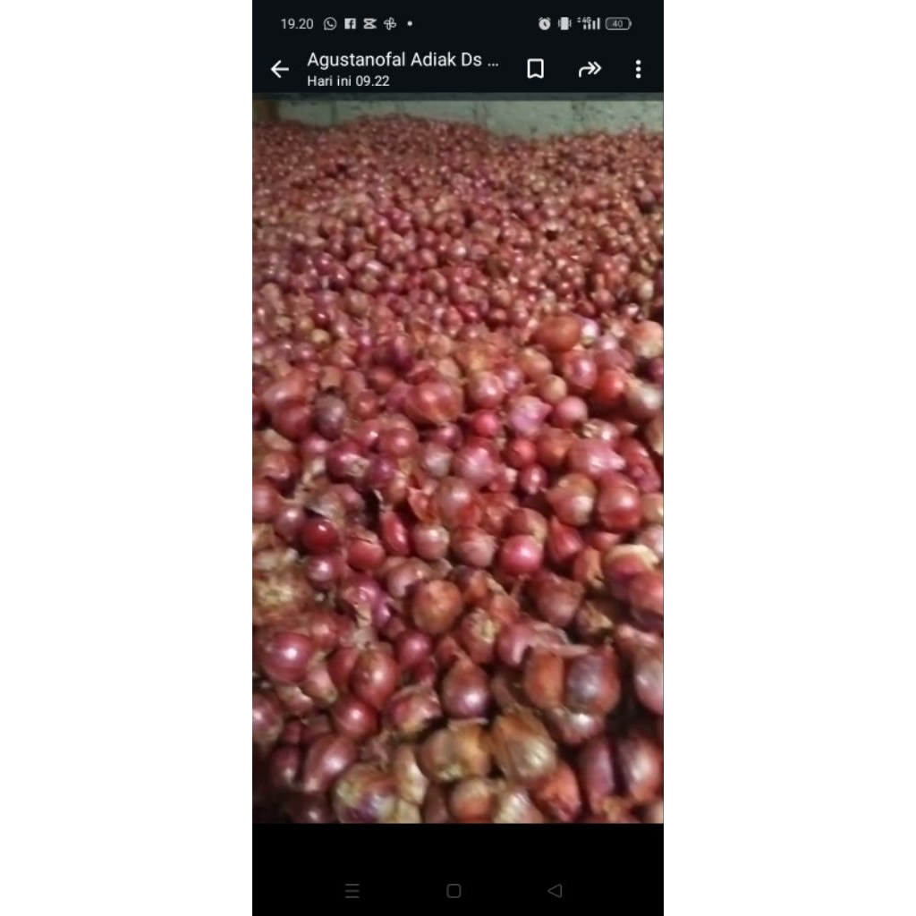 

promo bawang merah SPJ perkilo dll