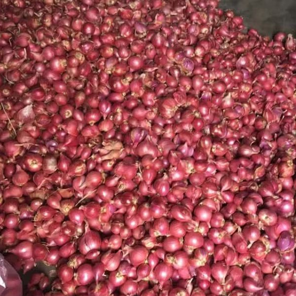 

Bawang merah berkualitas kemasan 1 kg