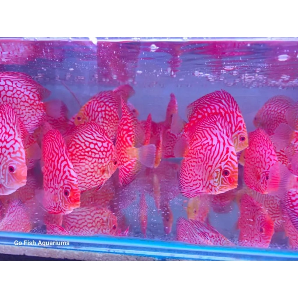 ikan discus pigeon checkerboard / PCB size 4 inch