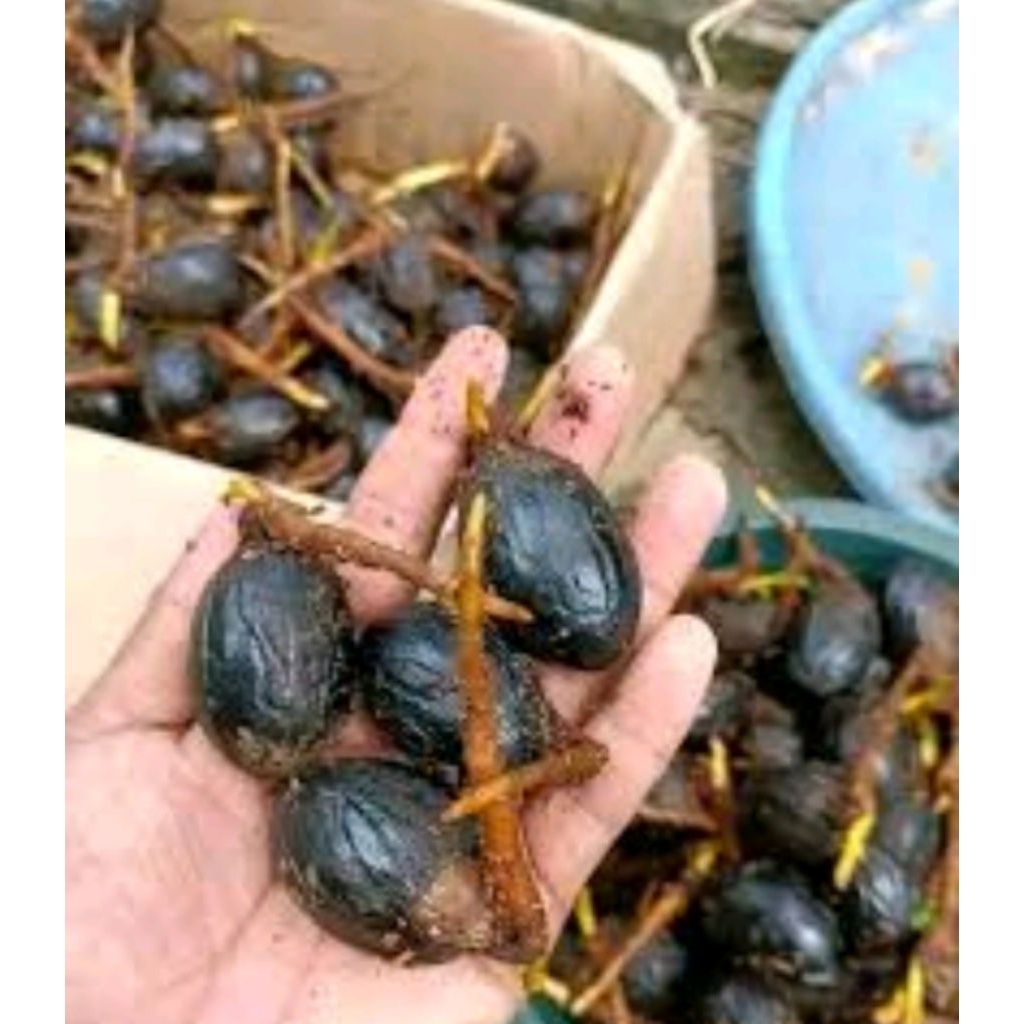 bibit kecambah biji pala super per 50 biji