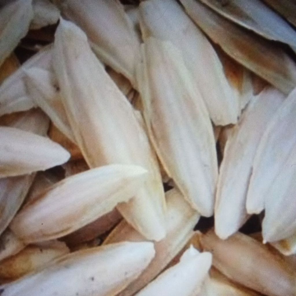 

STIKER TULANG SOTONG 25-26CM PER-KEPING