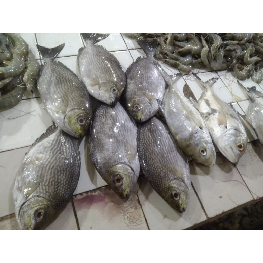 

Ikan baronang Fresh 1 kg