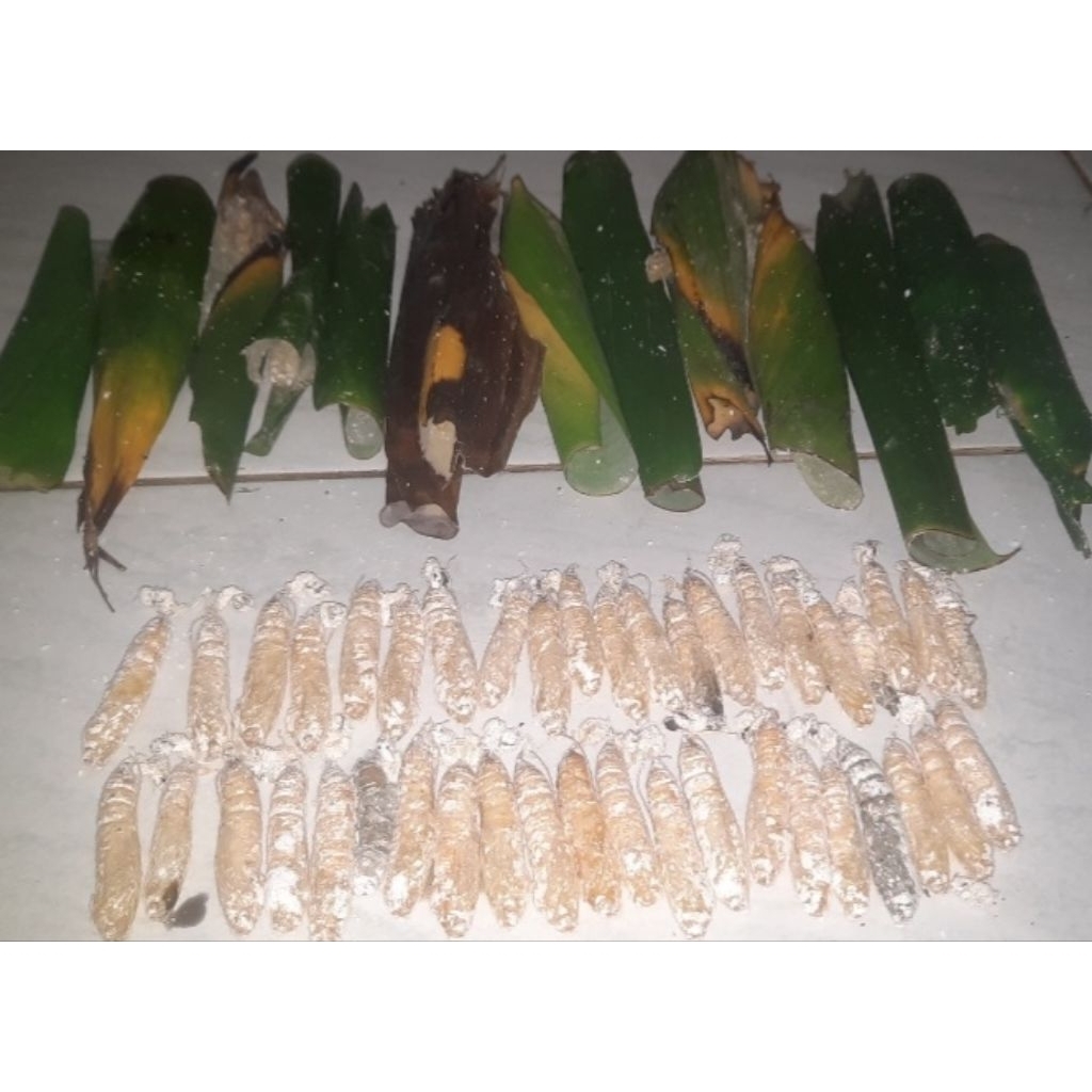 KEPOMPONG PISANG  pakan burung dan umpan mancing empang