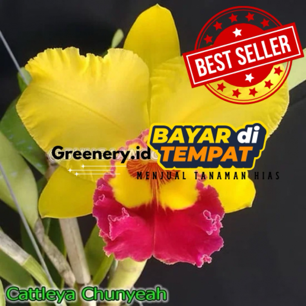 Anggrek Cattleya Chunyeah Dewasa Siap Berbunga