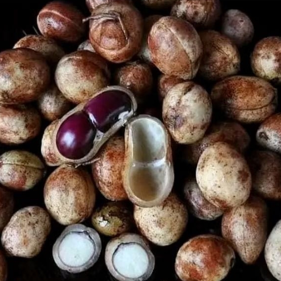 

KACANG TANAH BOGOR FRESH PULEN TUA (500 gram)