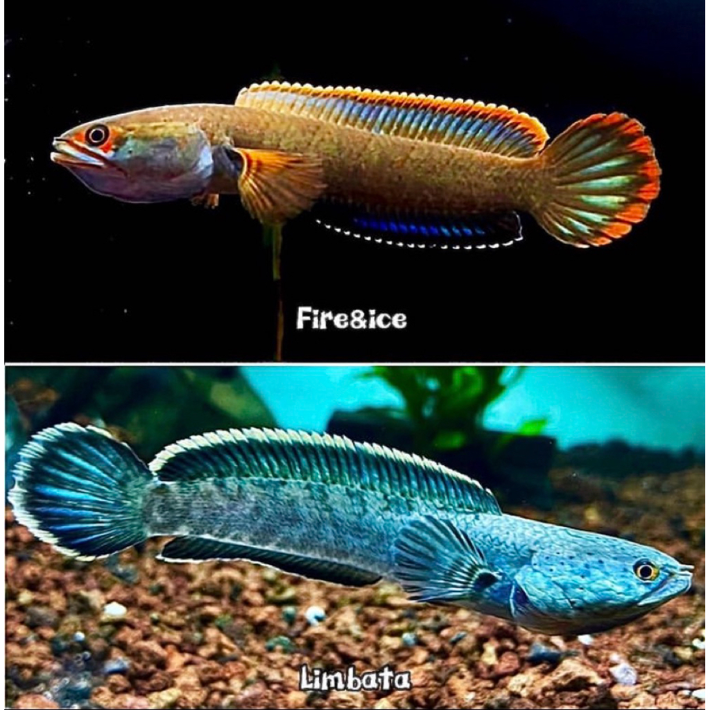 channa baby/anakan limbata isi 5 ekor, indukan warna merah dan biru