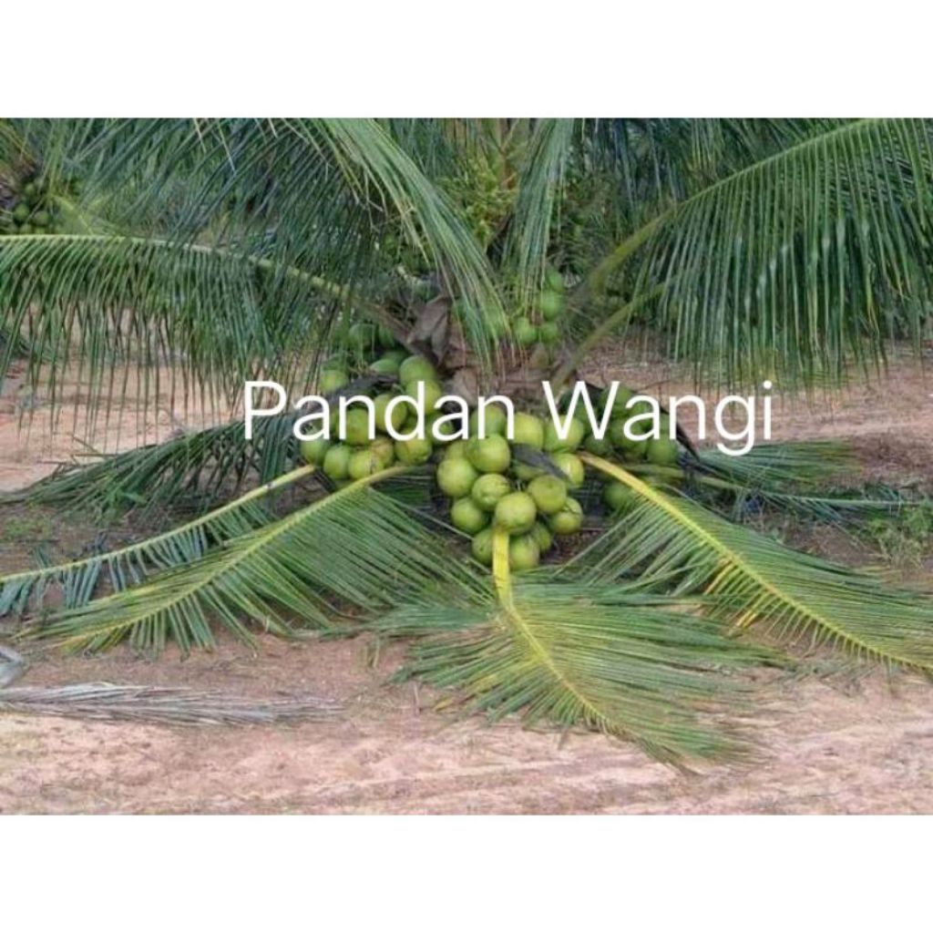 bibit kelapa pandan wangi