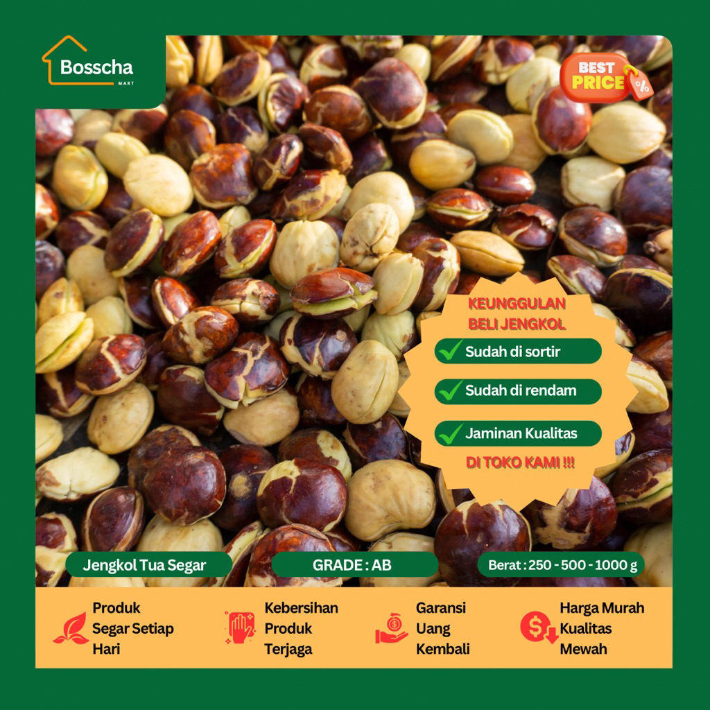 

Jengkol Tua Segar Ukuran Sedang Besar 1 Kg - Jengkol Tua Berkualitas