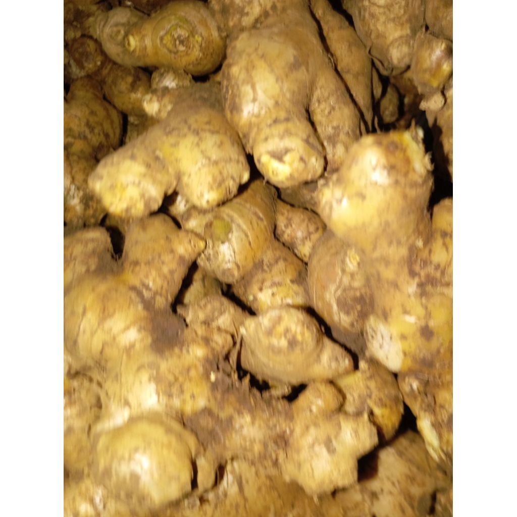 

Rimpang Lempuyang segar