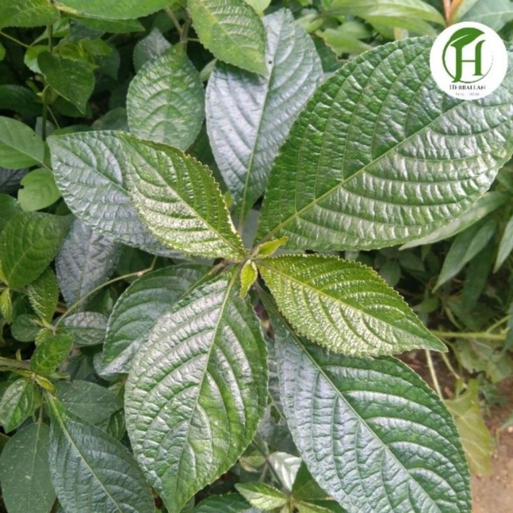 

Daun Keji Beling / Pecah Beling Segar Fresh Langsung Di Petik