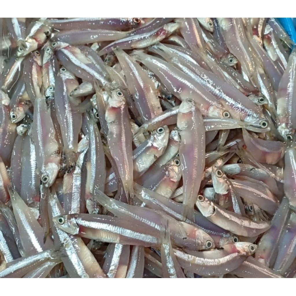 

IKAN TERI BASAH