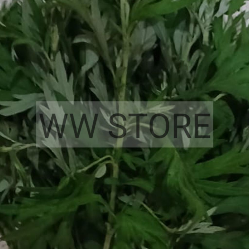 

Sayur daun herbal baru cina China hia ngai mugwort 50g