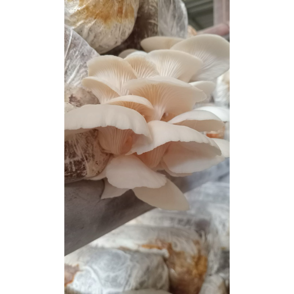 

BAGLOG JAMUR TIRAM BERGARANSI