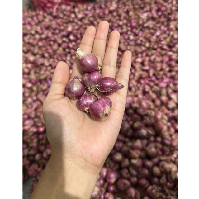 

BAWANG MERAH PROBOLINGGO 1KG TANGGUNG