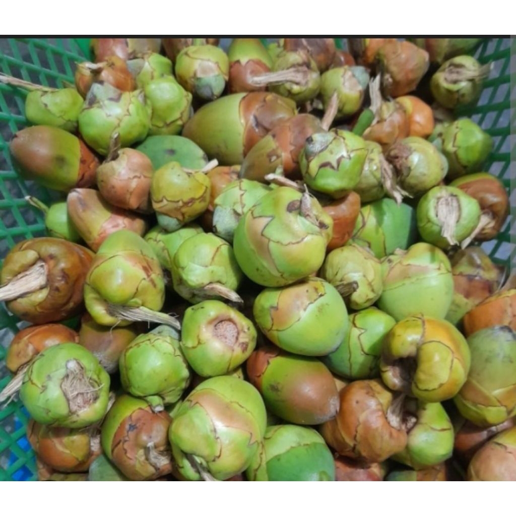 

beluluk kelapa/beluluk/baruluk
