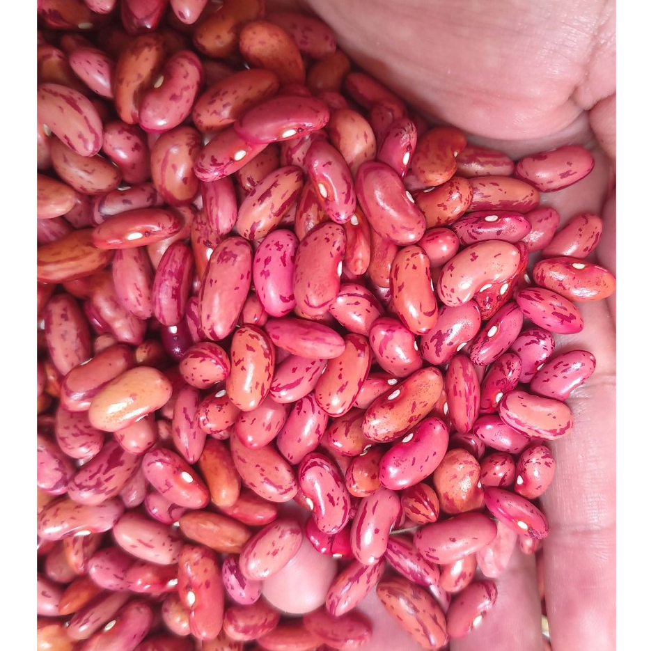 

1KG KACANG MERAH JOGO KUALITAS SUPER BARU PANEN