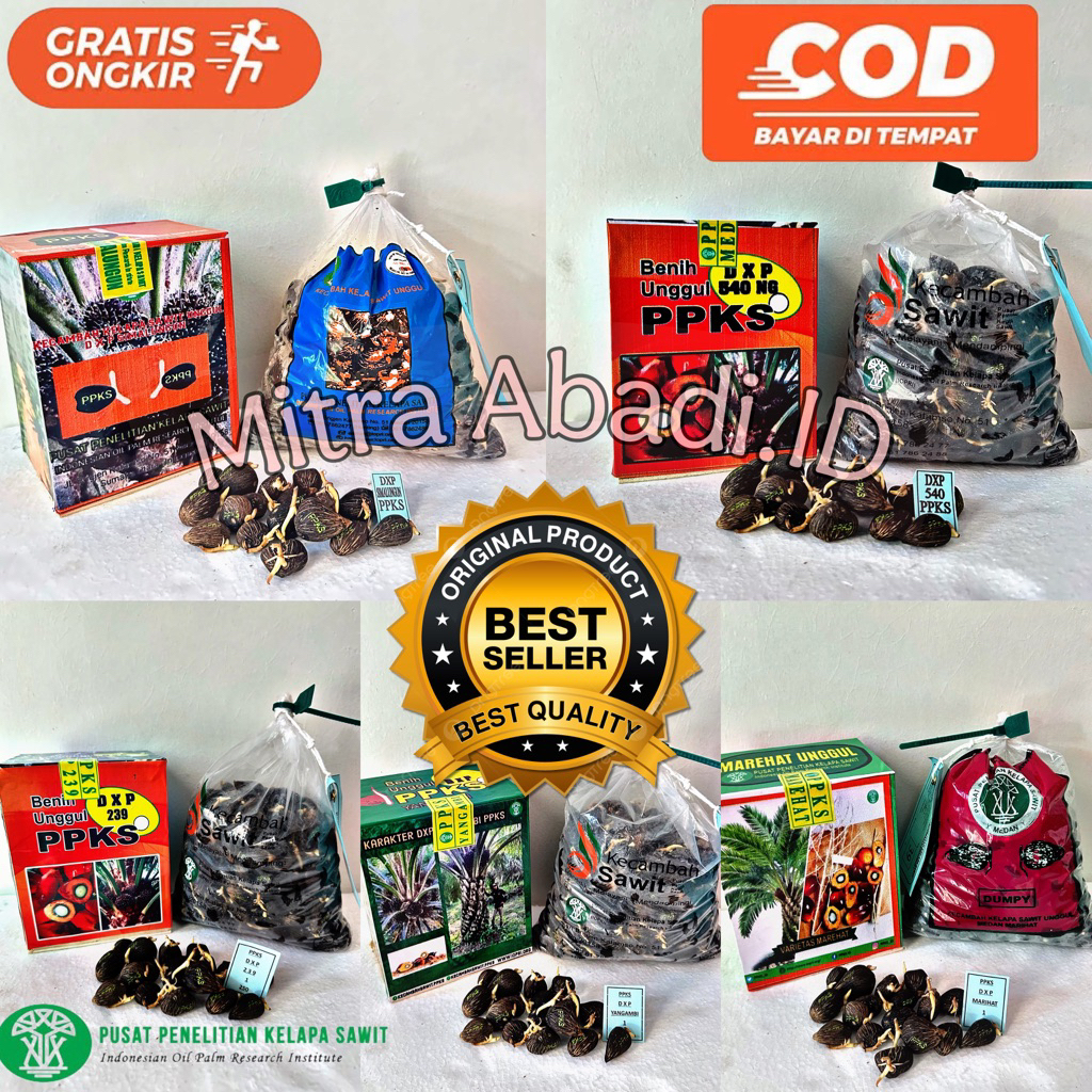 Benih Kecambah Polong Sawit DxP PPKS ASLI MEDAN unggul 2 kotak free sertifikat