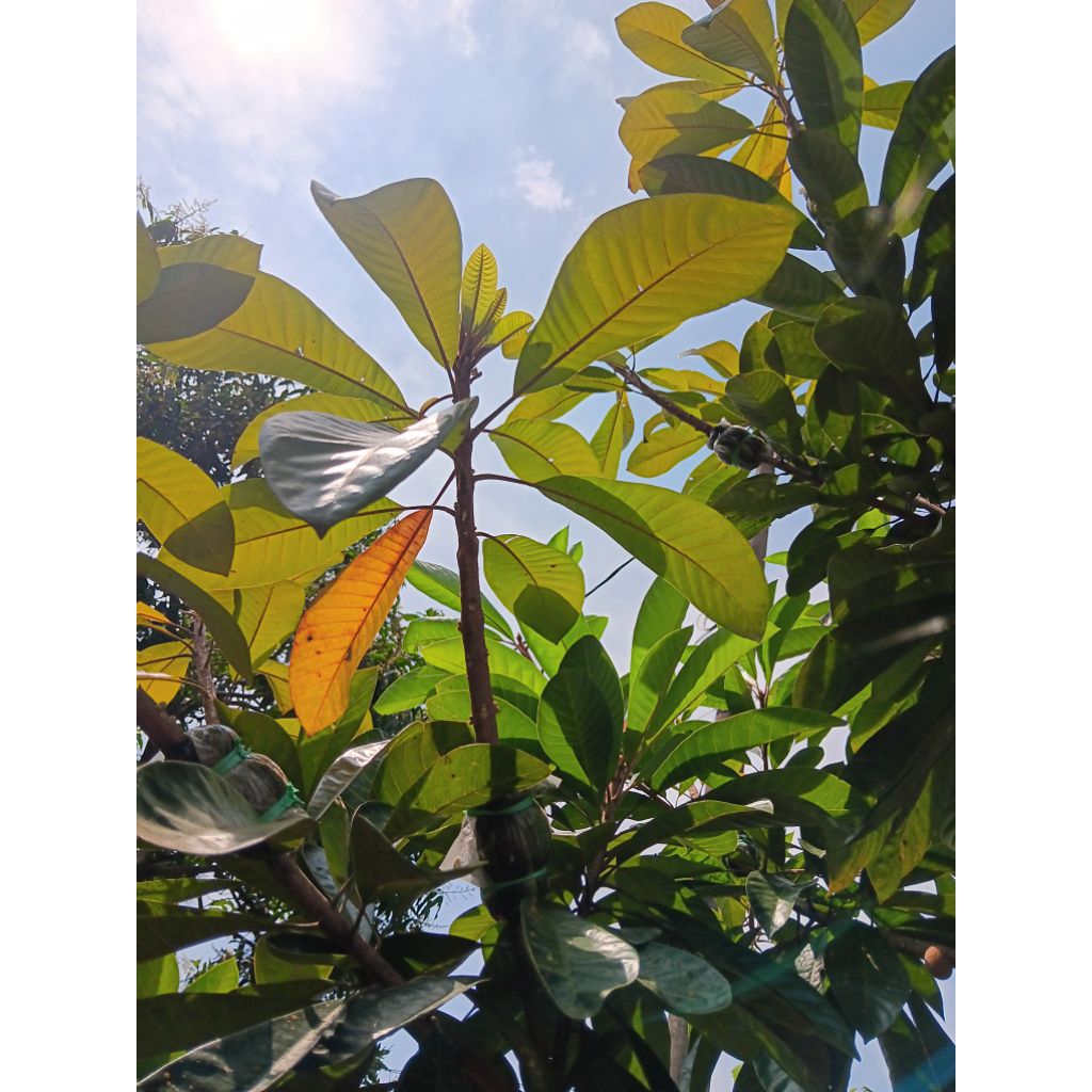 Mamey Sapote Super Red