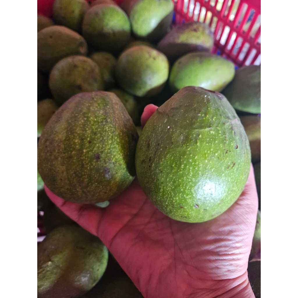 

Alpukat SUPER Lokal Mentega Segar 1kg ( 1000 gr )