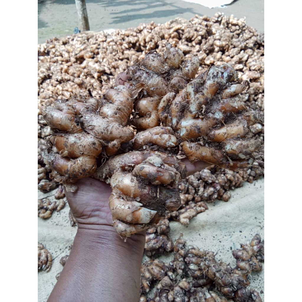 

Kencur segar 1kg preess asli bahan seblak jamu dll