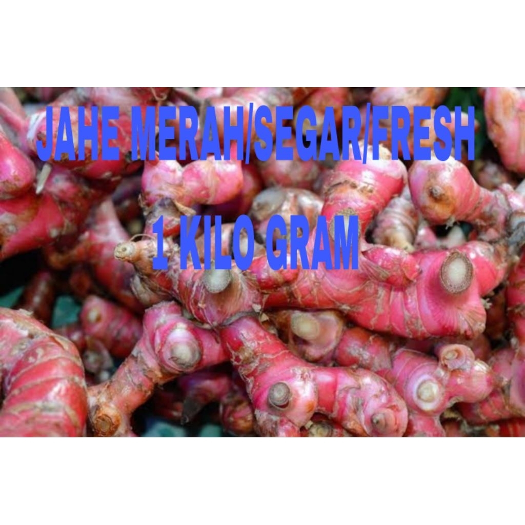 

jahe merah segar fresh 1 kg