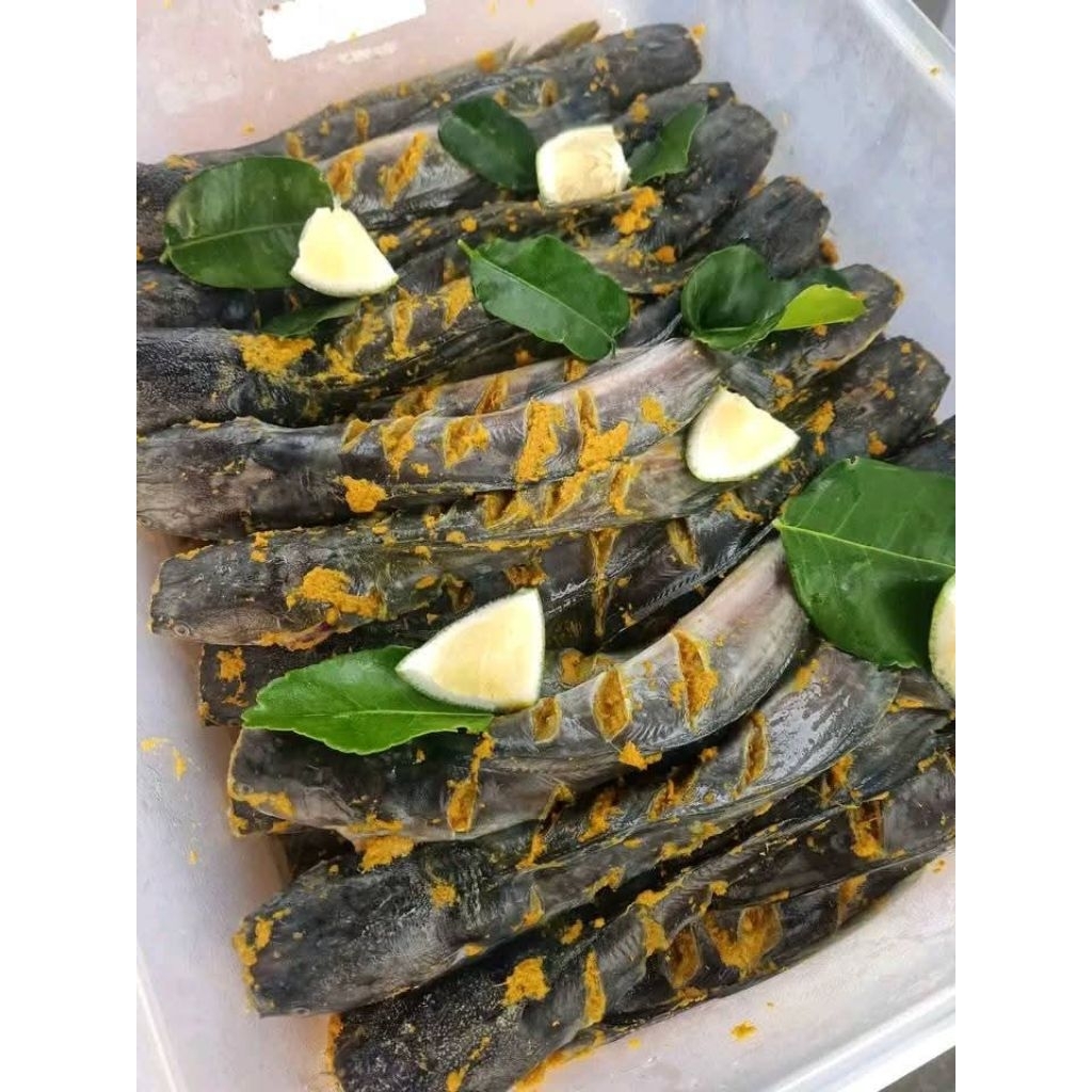 

lele organik marinasi 500 gram Cilacap