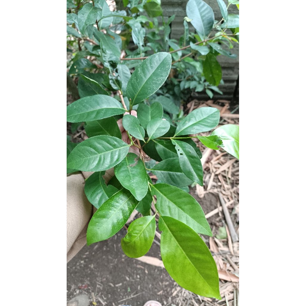 

Daun salam segar 50 lembar