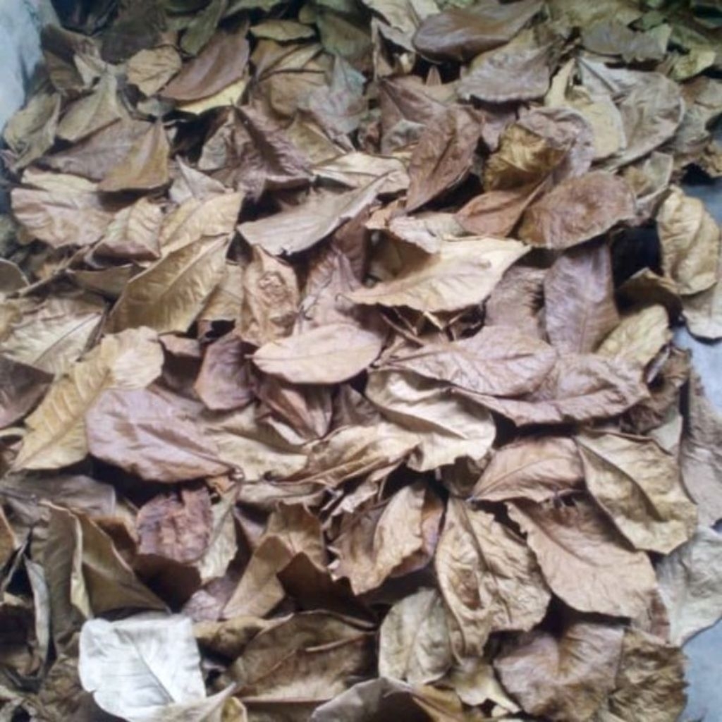 

Daun Ketapang Laut Olahan Kering