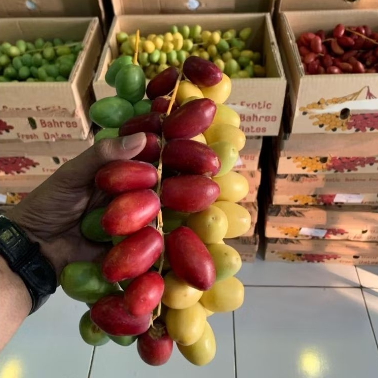 

KURMA MUDA PROMIL 100/250gr FRESH PREMIUM (warna merah/kuning/hijau)