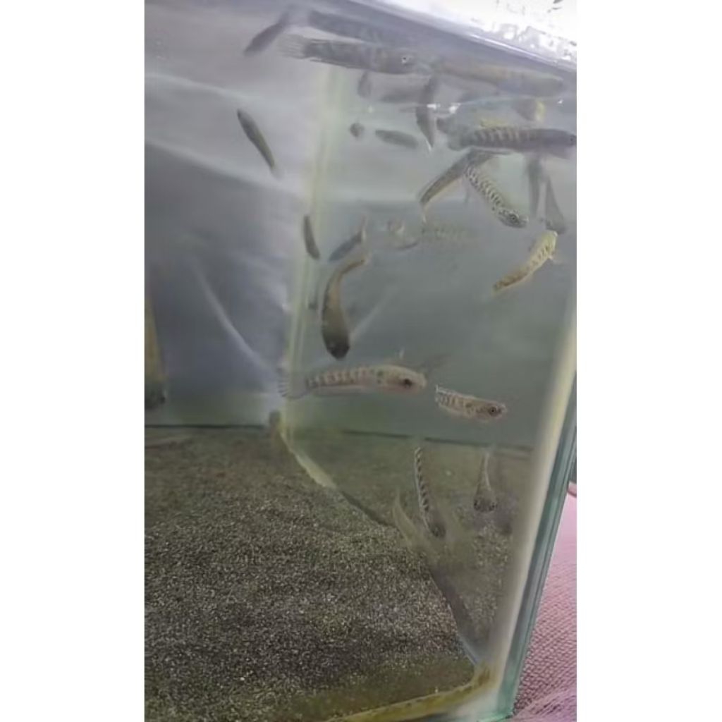 AURANTI MACULATA (Singgel tank)