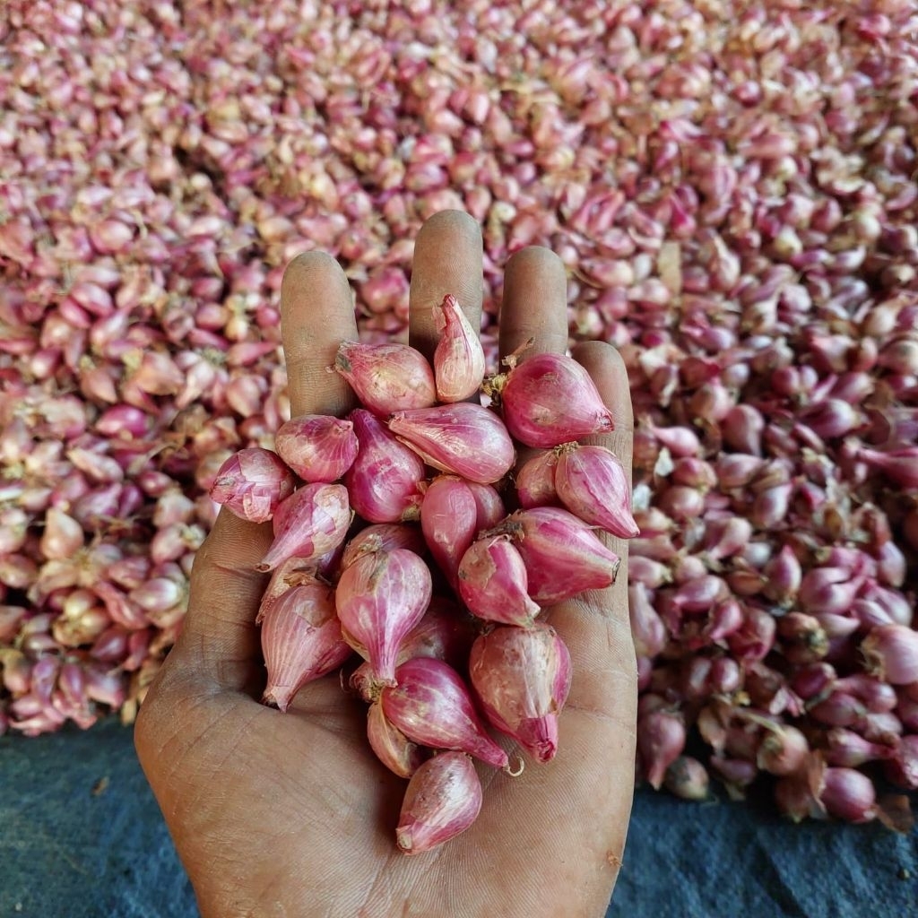 

Bawang merah ukuran tanggung