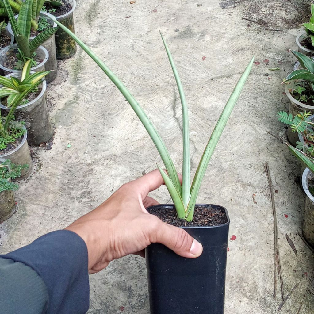 sansevieria dancing dragon