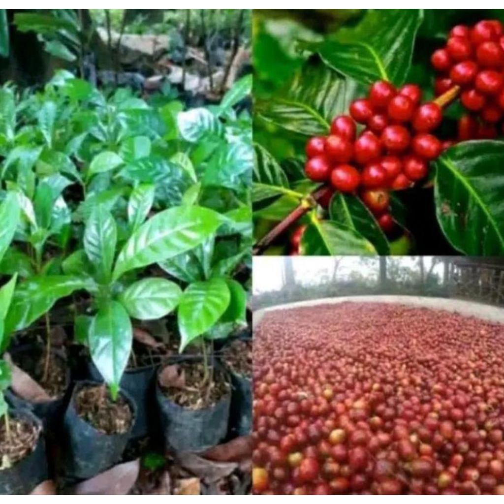 bibit kopi arabica super