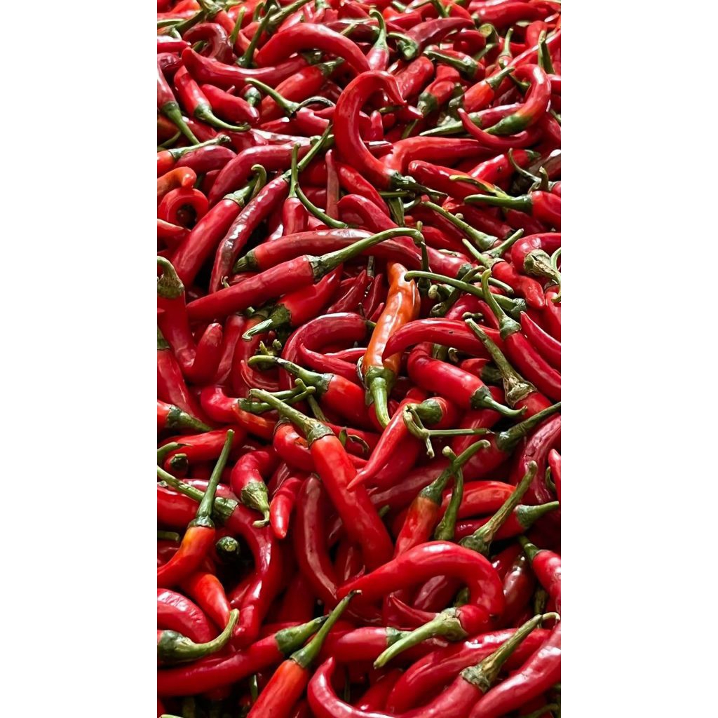 

CABE MERAH