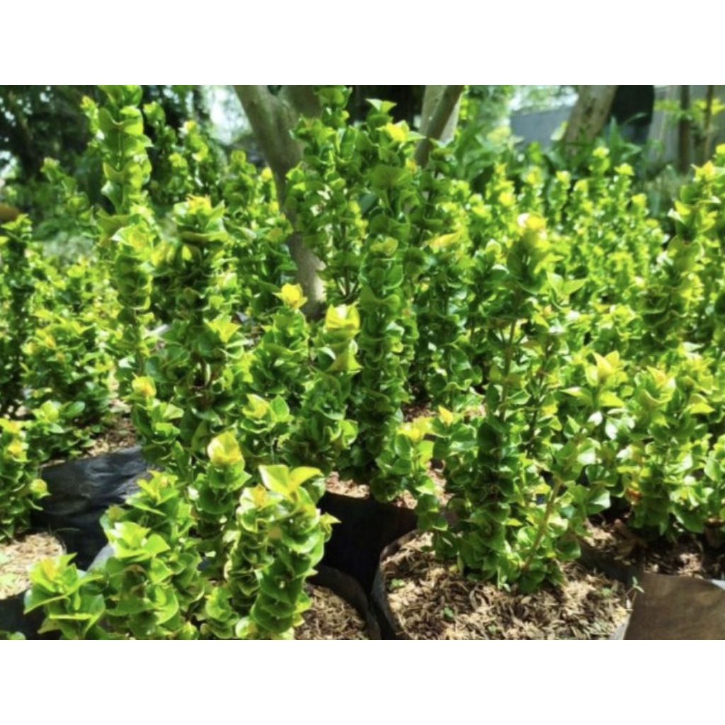 TANAMAN HIAS BUNGA ASOKA TUSUK SATE / POHON ASOKA