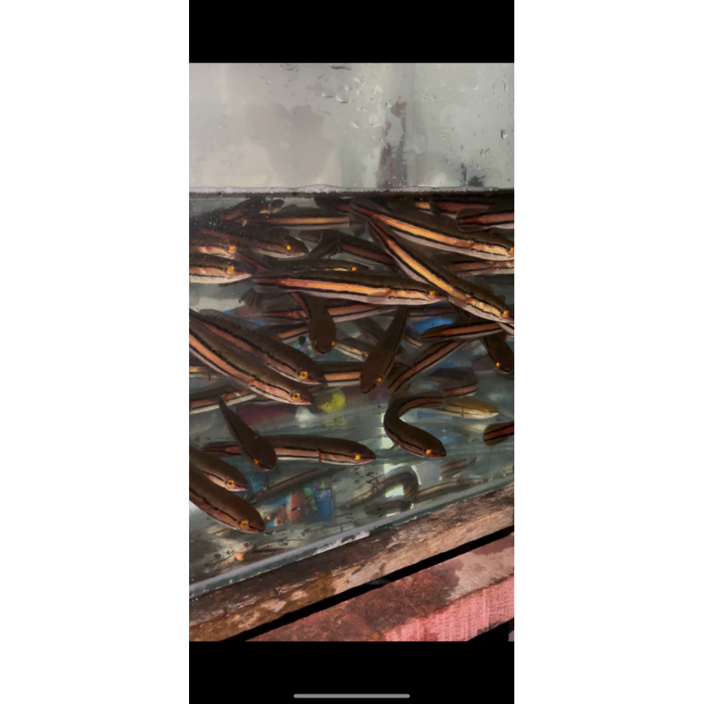 Toman goblin Sumatera ori zise 15-17 cm