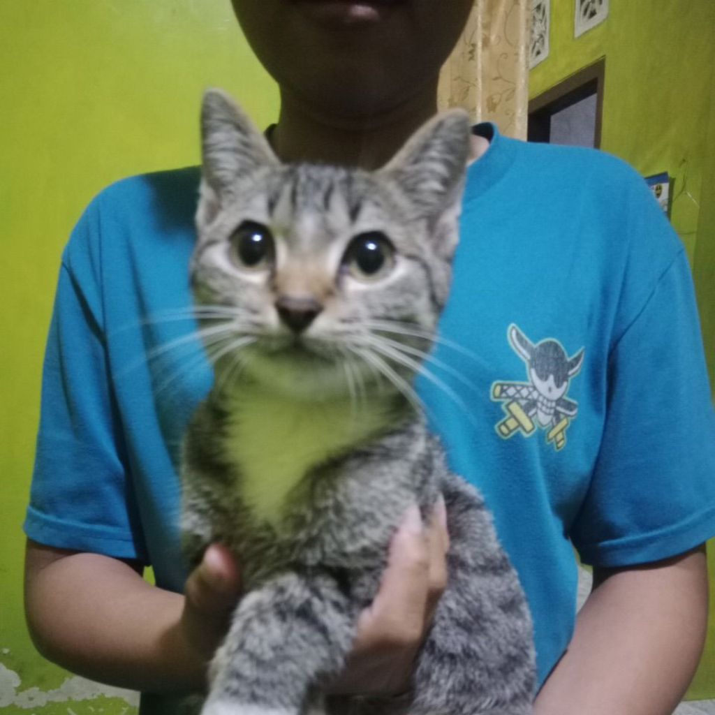 kucing ae kampung