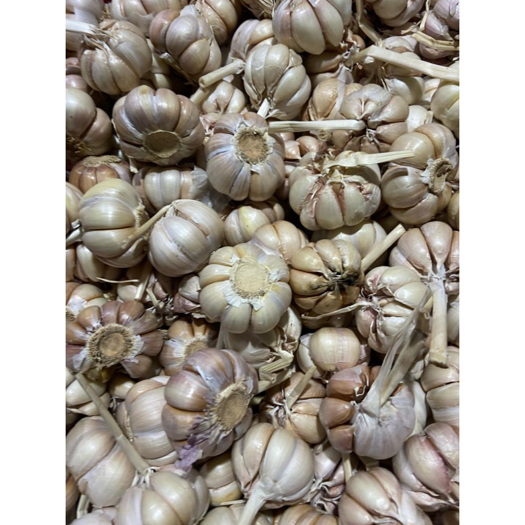 

Bawang Putih Sico sincu isi 500gr Kualitas Terbaik