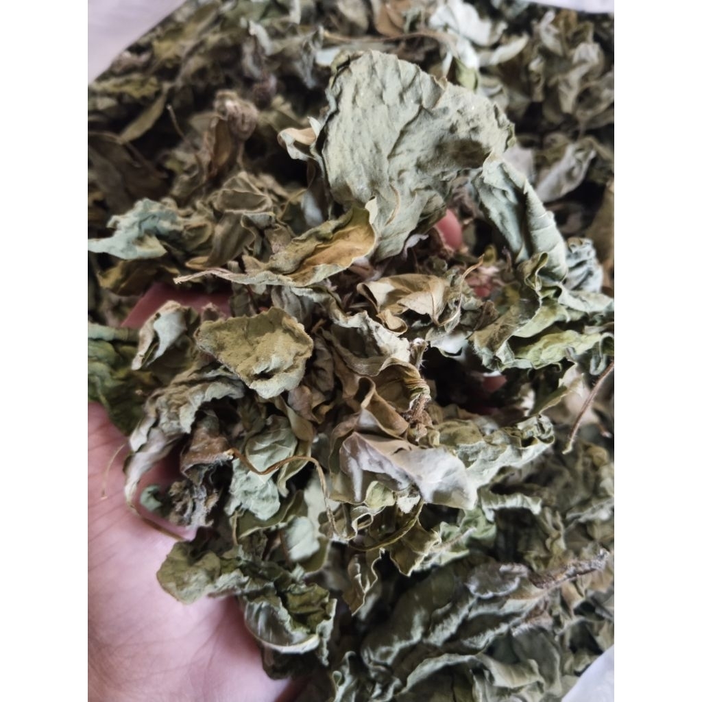 

daun sena/suduk mentul pelangsing badan daun patik mas kering