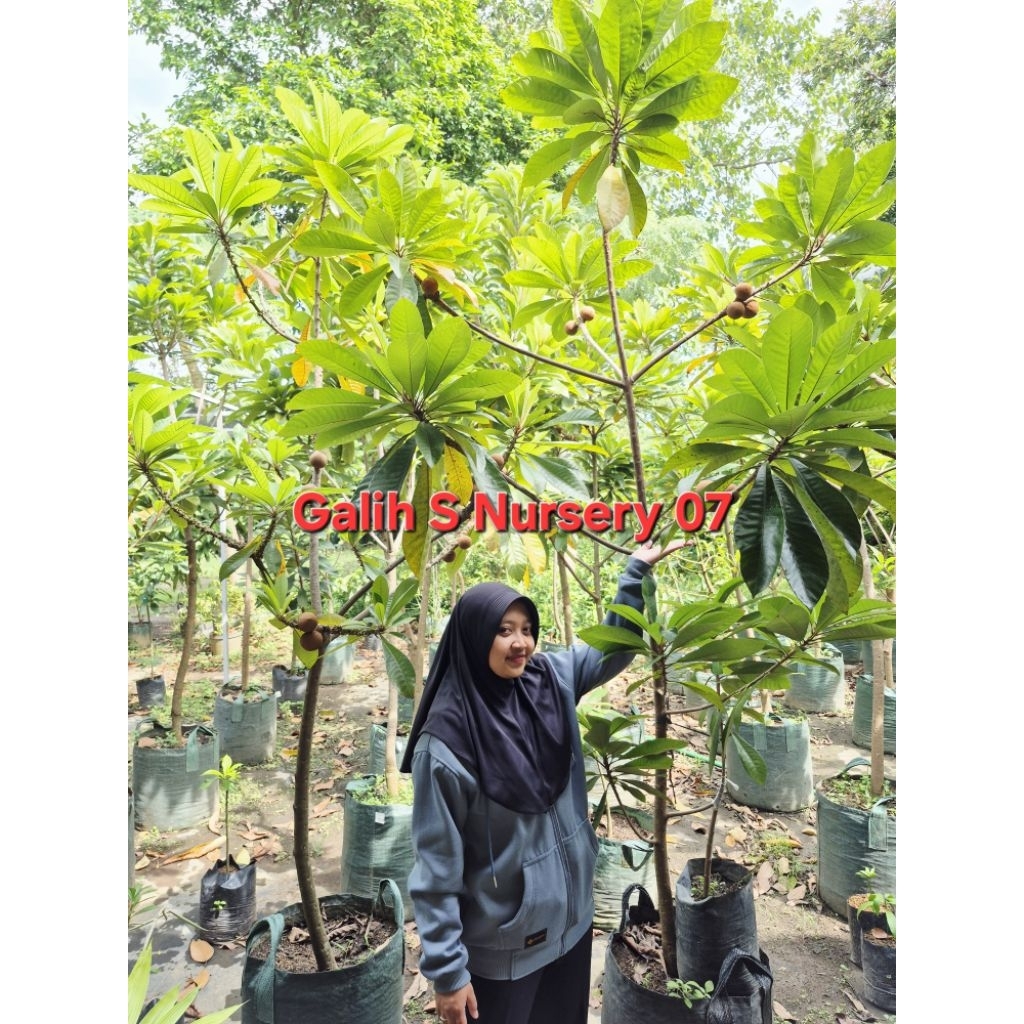 Mamey sapote magana super red 100% valid