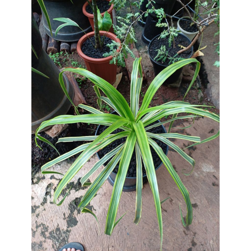 Pandan Bali Variegata (Cordyline Australis Variegated )