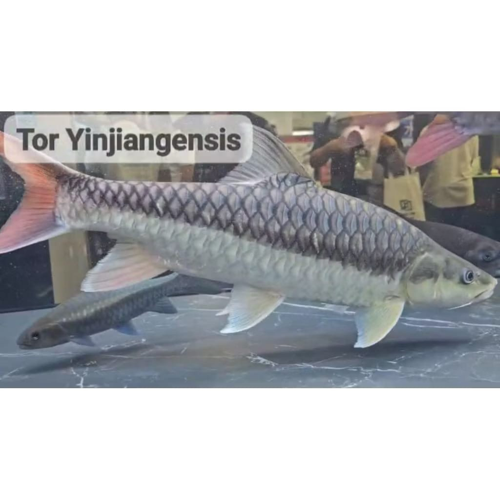 

stiker tor yingjiangensis size 10-12cm