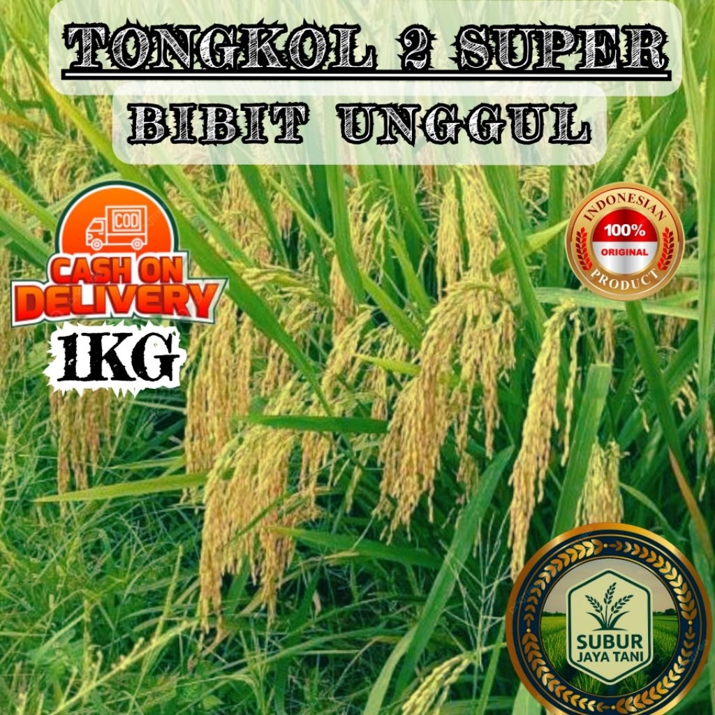 (1KG) Benih Padi TONGKOL 2 SUPER  bibit padi super jumbo gabah unggul kualitas terbaik