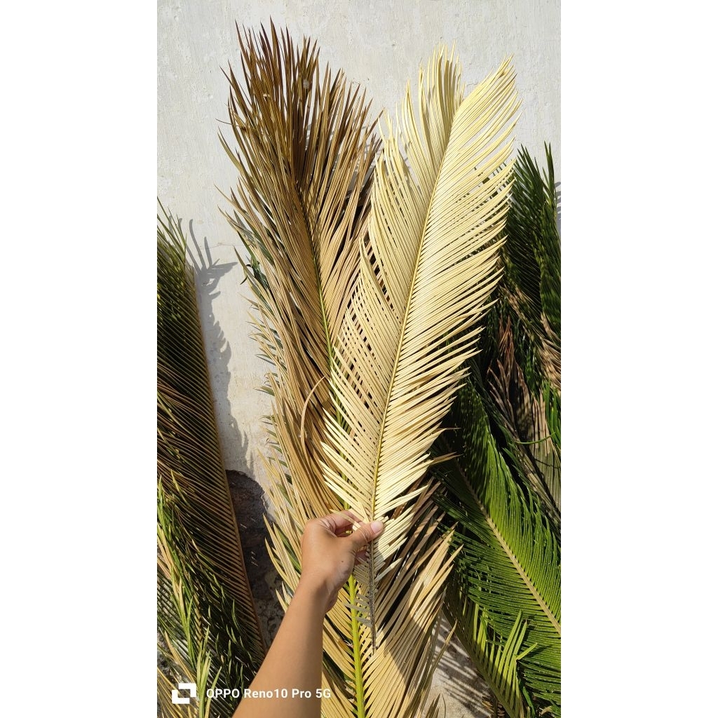 Sikas kering | mawar jambe kering | daun kering