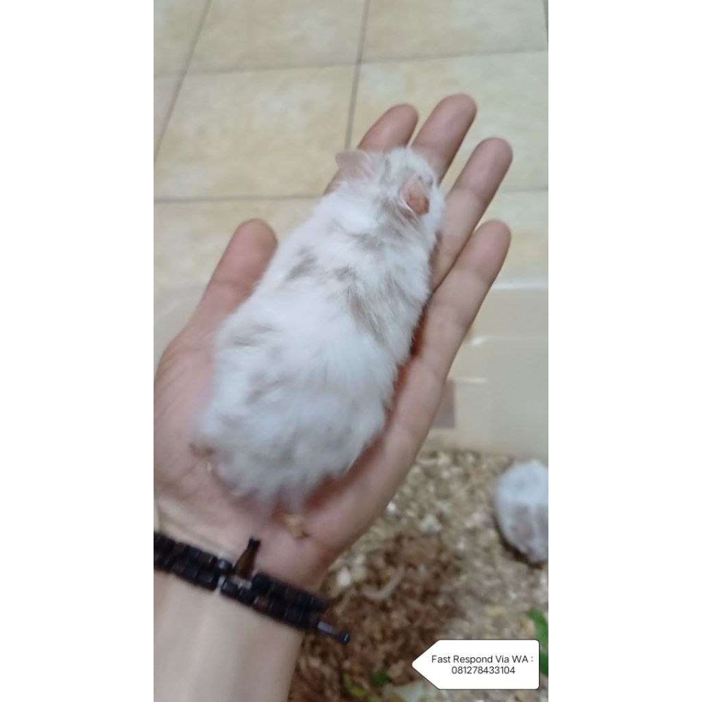 Hamster Syrian Fujiyama SH/LH