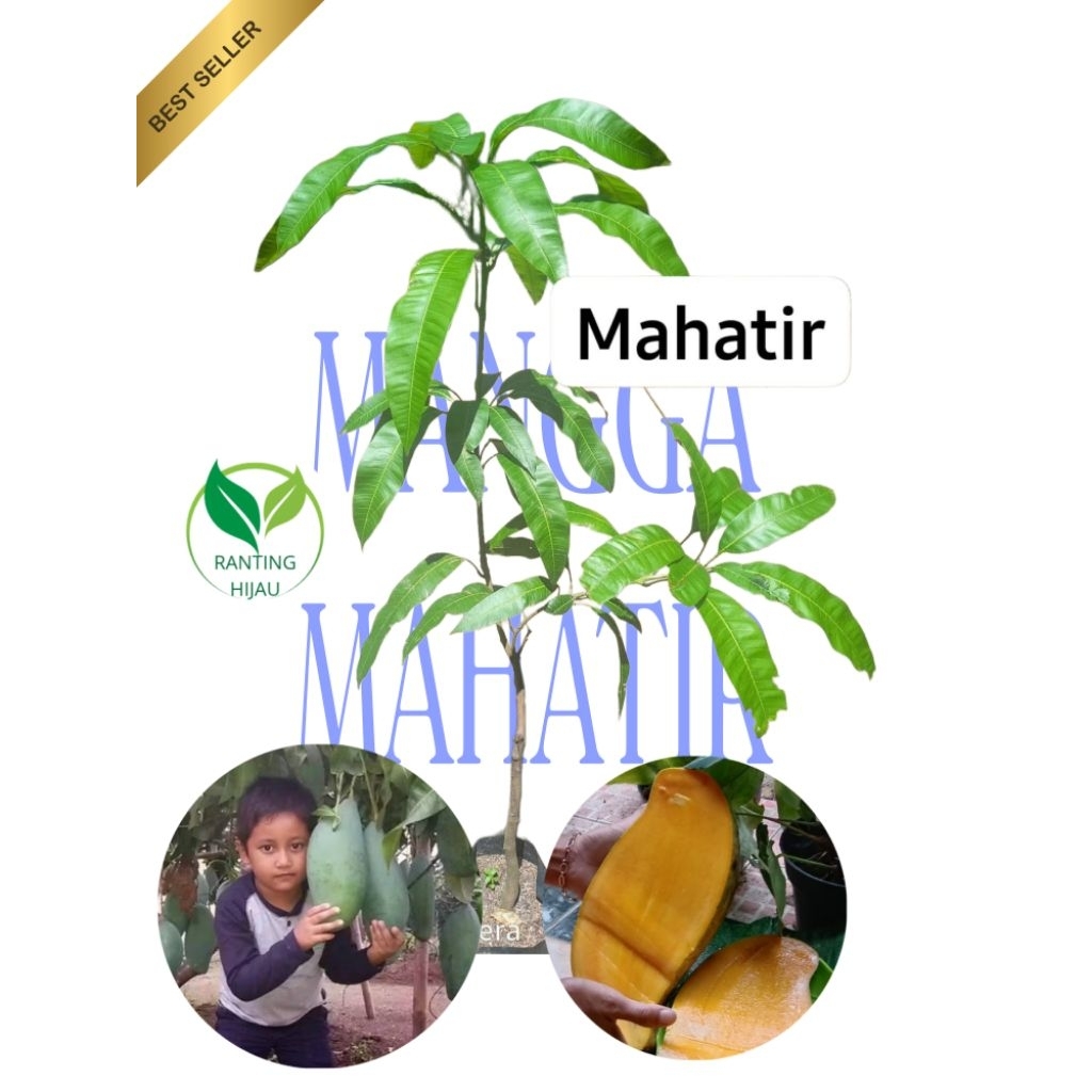 BIBIT BUAH MANGGA MAHATIR BUAH JUMBO