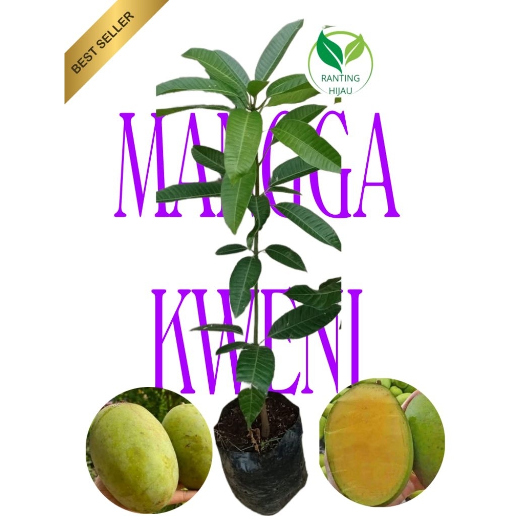 BIBIT BUAH MANGGA KWENI/KUWENI