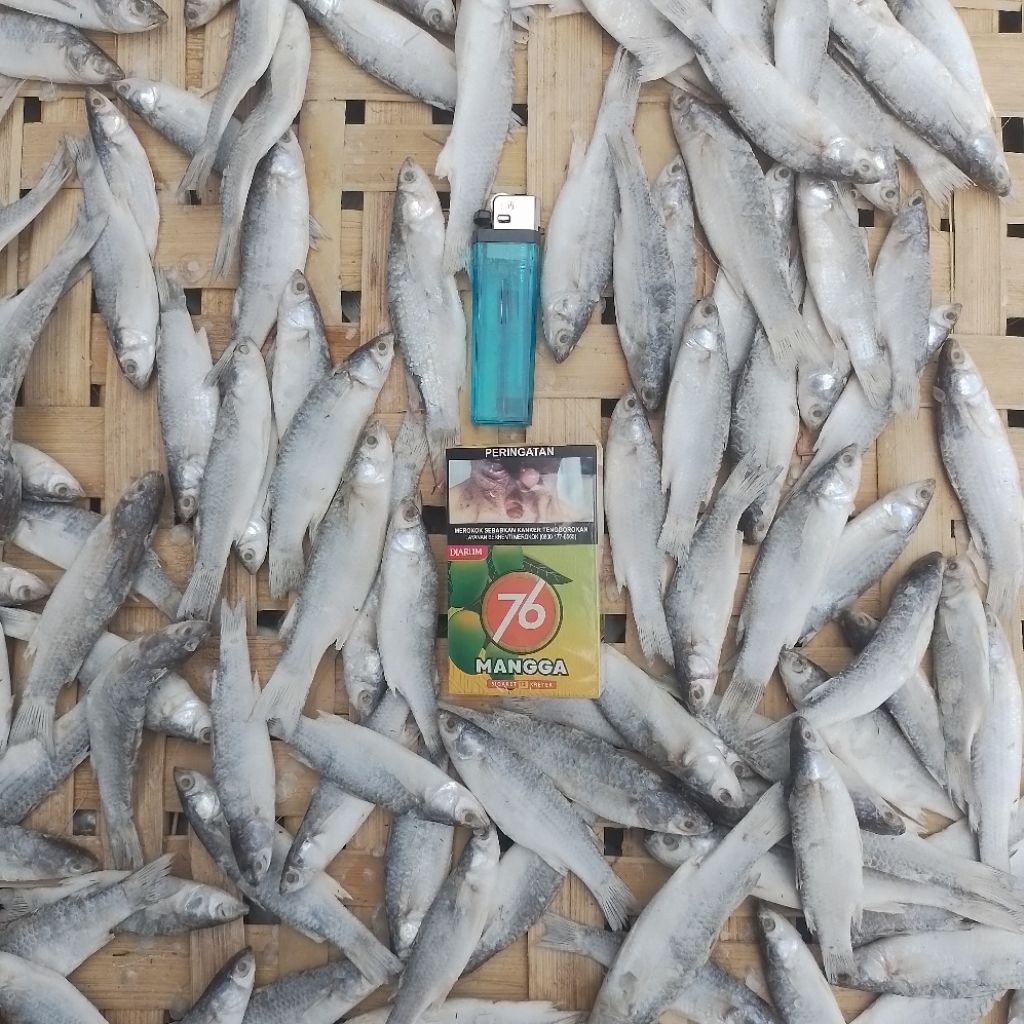 

1000gram./1kg.IKAN.BELANAK.SEDANG(PADET)dan.bonus.ikan.asin.lain.