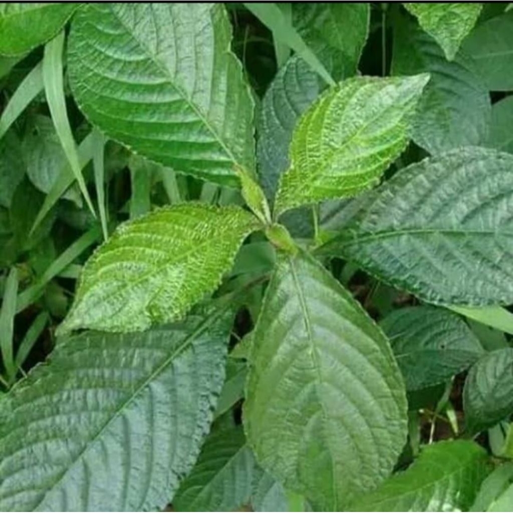 

terbaik daun keji beling 100 gram daun pecah beling