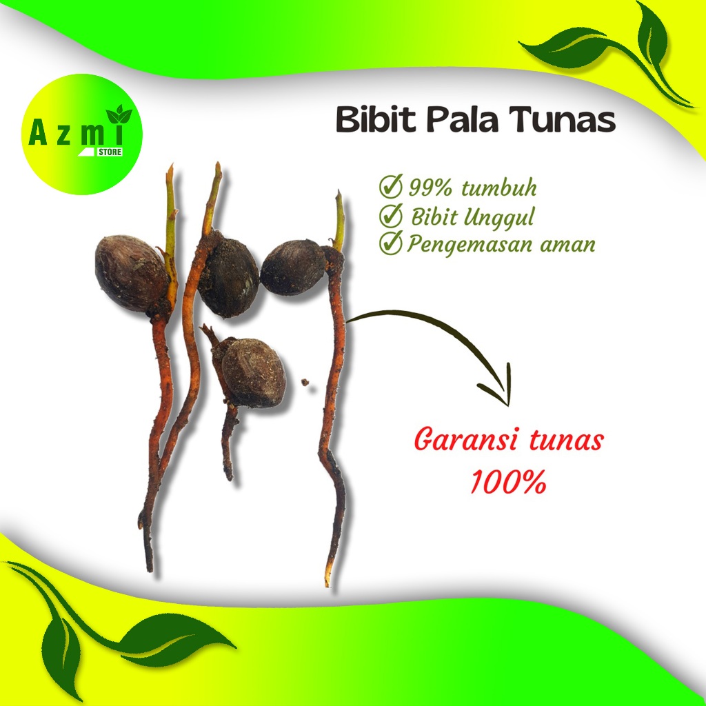 bibit benih kecambah pala unggul bibit pala unggul super per biji